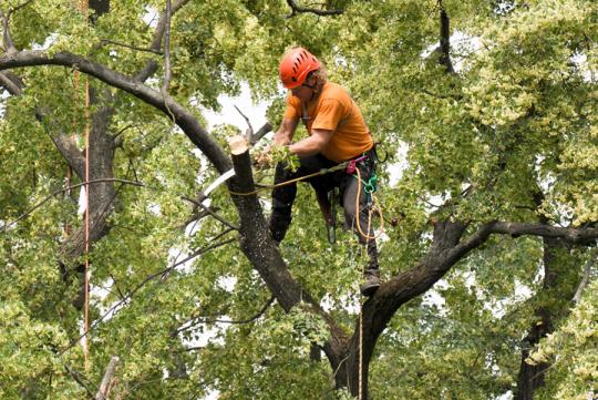 Arboristi ošetrili hlohovské stromy Arboristi ošetrili hlohovské stromy